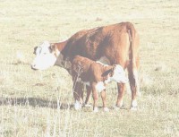/album/animales/vacaternero-jpg/